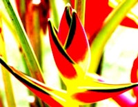 a close up of a red and yellow flower