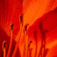 a close up of an orange lily