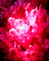 a close up of a pink flower